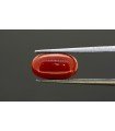 3.63 cts Natural Coral (Moonga)