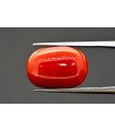 15.11 cts Natural Coral (Moonga)