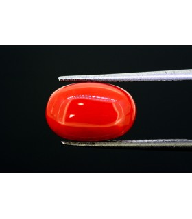 5.83 cts Natural Coral (Moonga)