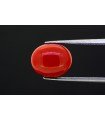 3.48 cts Natural Coral (Moonga)