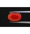 5.2 cts Natural Coral (Moonga)