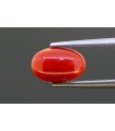 2.52 cts Natural Coral (Moonga)