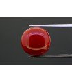 8.74 cts Natural Coral (Moonga)