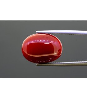 12.39 cts Natural Coral (Moonga)