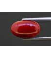 8.18 cts Natural Coral (Moonga)