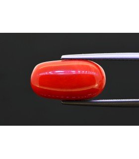 8.67 cts Natural Coral (Moonga)