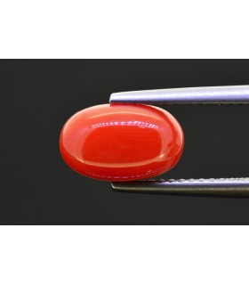 2.91 cts Natural Coral (Moonga)