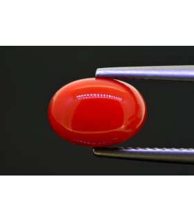 2.85 cts Natural Coral (Moonga)