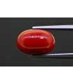7.28 cts Natural Coral (Moonga)