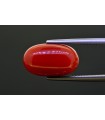 8.78 cts Natural Coral (Moonga)