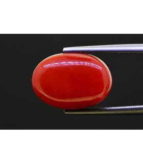 10.97 cts Natural Coral - Moonga (SKU:90156250)