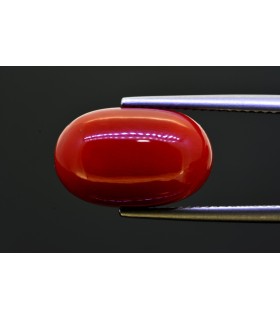 10.63 cts Natural Coral (Moonga)