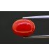 4.56 cts Natural Coral (Moonga)