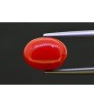 4.56 cts Natural Coral (Moonga)