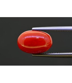 5.25 cts Natural Coral (Moonga)