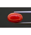 5.25 cts Natural Coral (Moonga)