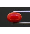 5.3 cts Natural Coral (Moonga)