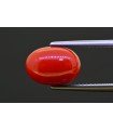 5.23 cts Natural Coral (Moonga)