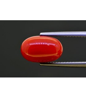 5.08 cts Natural Coral (Moonga)