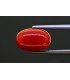 6.62 cts Natural Coral (Moonga)