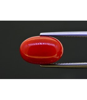 6.62 cts Natural Coral (Moonga)