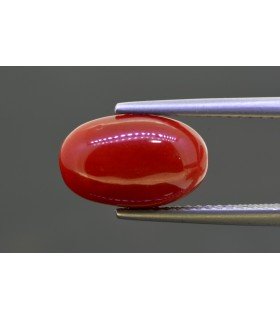 4.6 cts Natural Coral (Moonga)