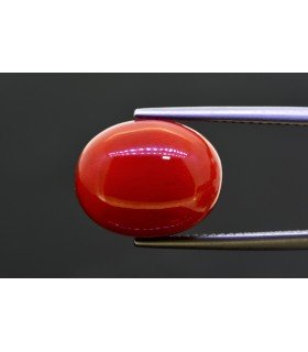 11.75 cts Natural Coral (Moonga)