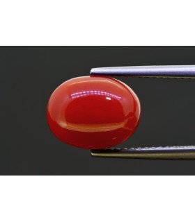 5.81 cts Natural Coral (Moonga)