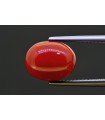 5.81 cts Natural Coral (Moonga)
