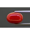 5.48 cts Natural Coral (Moonga)