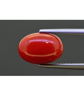 5.52 cts Natural Coral (Moonga)