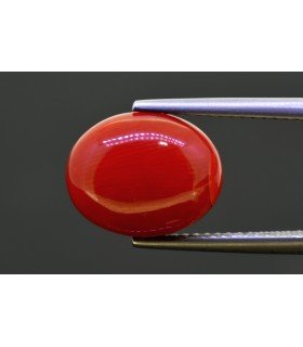 5.94 cts Natural Coral (Moonga)