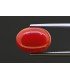 5.35 cts Natural Coral (Moonga)