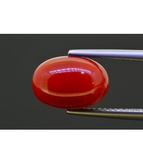 5.24 cts Natural Coral (Moonga)