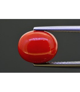 5.31 cts Natural Coral (Moonga)