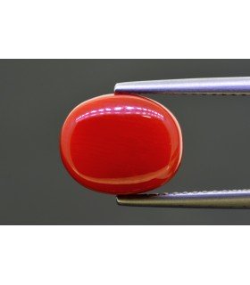 5.31 cts Natural Coral - Moonga (SKU:90158292)