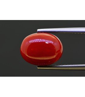 5.82 cts Natural Coral (Moonga)
