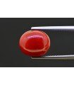 5.05 cts Natural Coral (Moonga)