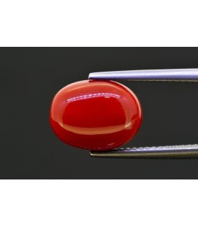 5.54 cts Natural Coral (Moonga)