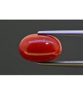 5.27 cts Natural Coral (Moonga)