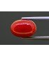 6.02 cts Natural Coral (Moonga)