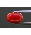 6.02 cts Natural Coral (Moonga)