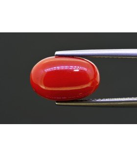 6.71 cts Natural Coral (Moonga)