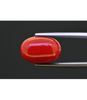 6.59 cts Natural Coral (Moonga)