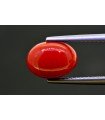 3.48 cts Natural Coral (Moonga)