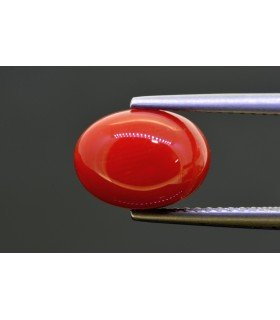 4.10 cts Natural Coral (Moonga)