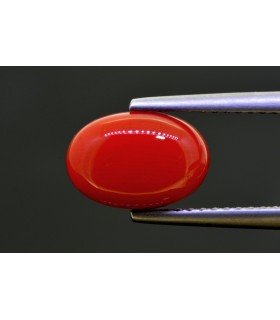 2.97 cts Natural Coral (Moonga)