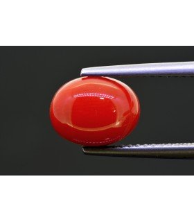 3.34 cts Natural Coral (Moonga)