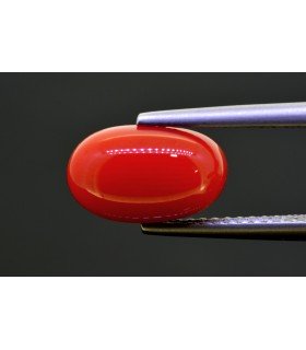 3.16 cts Natural Coral (Moonga)