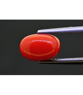 3.40 cts Natural Coral (Moonga)